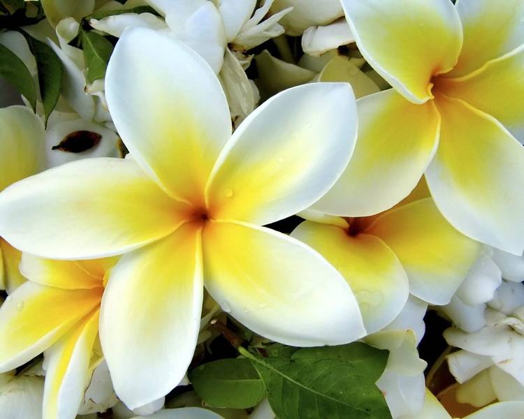 Желто-белые цветы