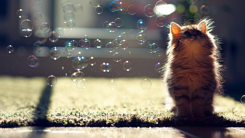 Котенок, животное, мыльные пузыри