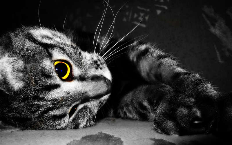 Кот, взгляд, глаза, животное