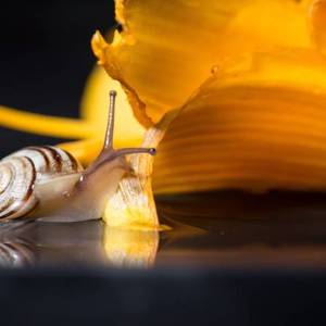 макро, цветок, улитка, macro, flower
