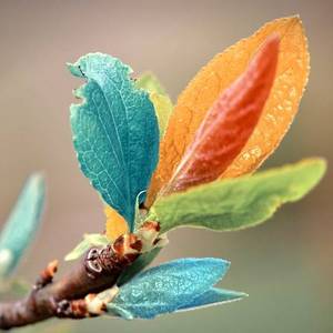 Macro wallpaper, Picture, Image