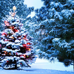 Зима, снег, парк, елка, украшения
