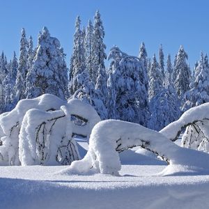 Снег, зима, лес, деревья, природа