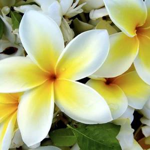 Желто-белые цветы