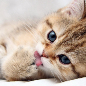 кошки, голубые глаза, животные, кровати, язык, кот