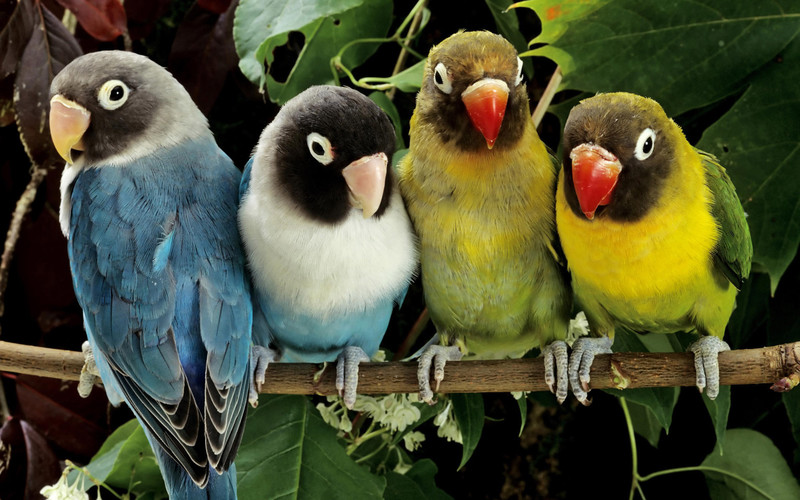 Птички, попугаи, разноцветные, ветка
